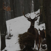ZAPOZUJEM ALEBO NIE ?????