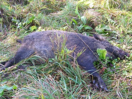 ASI HO ZRAZILO AUTO 1.