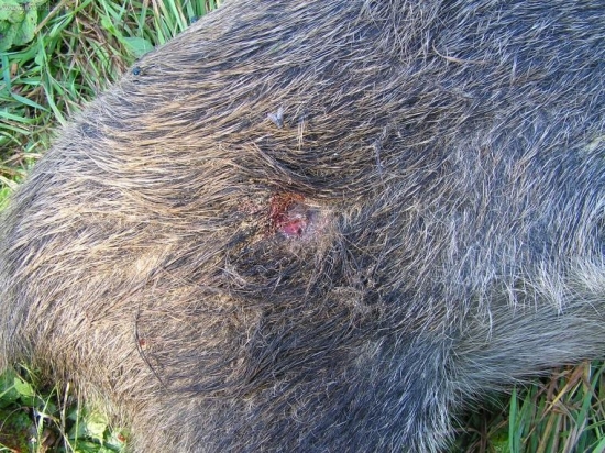 ASI HO ZRAZILO AUTO 2.