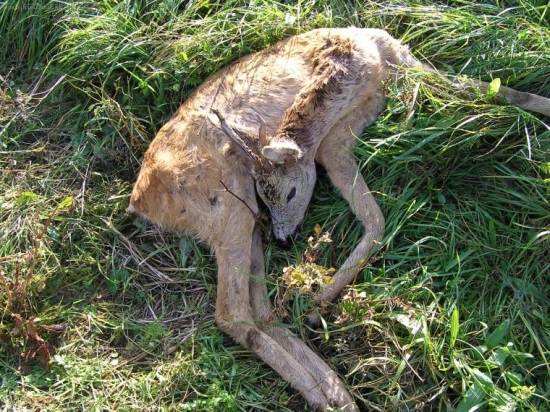 UHYN -- NADOR NA PLUCACH