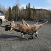 PALOZATOV ULOVOK AJ S ODVOZOM