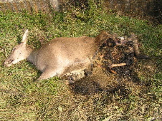 ZAVESILA SA NA SKOLSKY PLOT