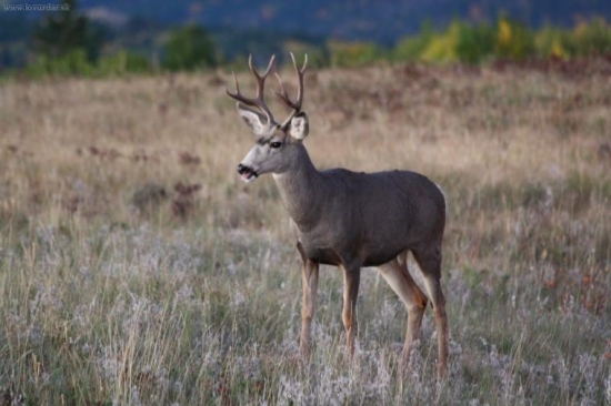 Odocoileus hemionus MLADY