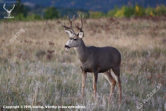 Odocoileus hemionus MLADY