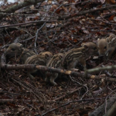 ODFOT MLADE A ODCHOD