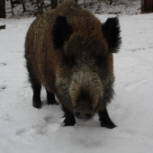 PRED ROKOM DOSTALA NARODENINOVU DORTU TERAZ DOSTALA GULU