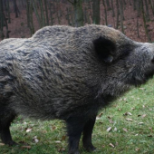 BOLA CHOVNA --NACHOVA VELA LUDI