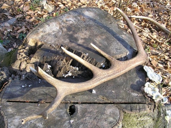 KED PREZIJE BUDE DOBRY