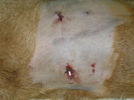 TAKTO HO DORIADIL KAUKAZKY PASTIERSKY