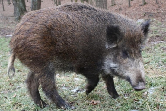 SASENKA TROSKA PODRASTLA