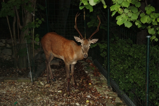 SLUŠIVE TOPANOCKY NA ZADNYCH