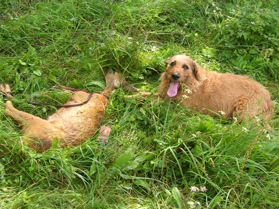 PO USPESNEJ DOHLADAVKE