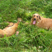 PO USPESNEJ DOHLADAVKE