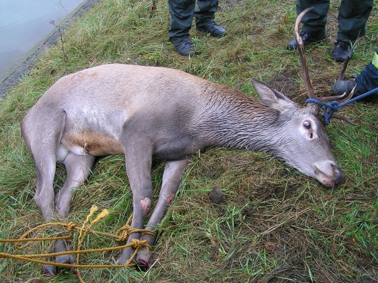 DALSI JELEN V TRENCIANSKOM KANALI