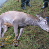 DALSI JELEN V TRENCIANSKOM KANALI