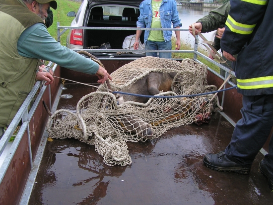 DALSI JELEN V TRENCIANSKOM KANALI -TRANSPORT