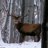 POZOROVATEL