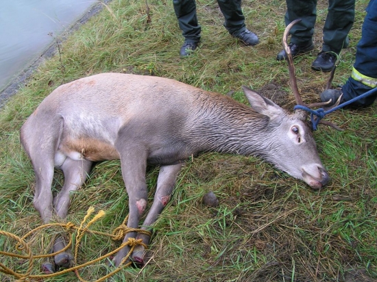 FOTO PRED SMUTNYM KONCOM