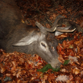 11. 11. BOL MOJ STASTNY DEN 2.