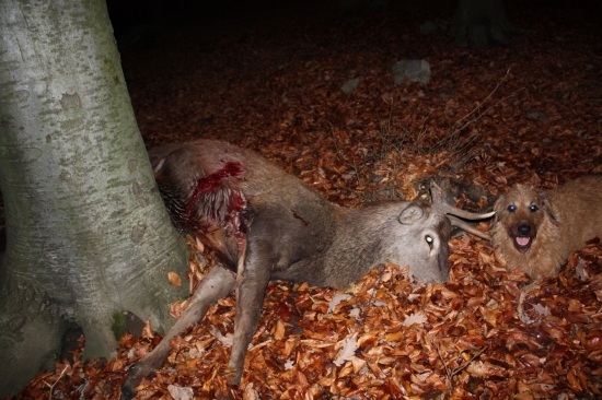 PSIA SPOKOJNOST PO 2 KM DOHLADAVKE