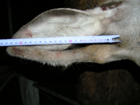 POMER USI A PAROZIA U 1.VEKOVEJ