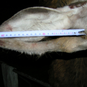 POMER USI A PAROZIA U 1.VEKOVEJ