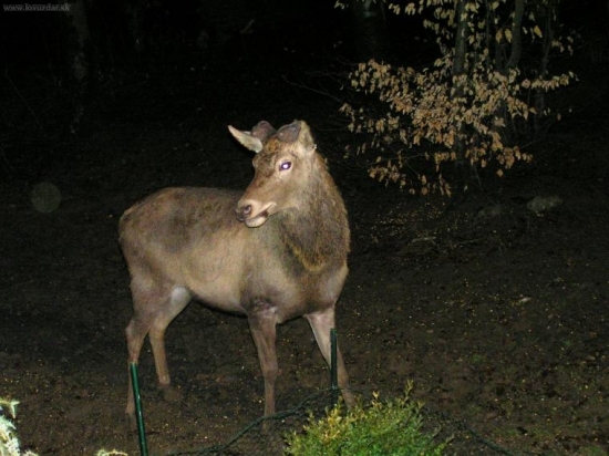 SPOKOJNY VYRAZ TVARE