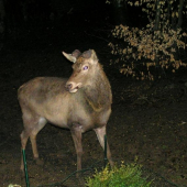 SPOKOJNY VYRAZ TVARE
