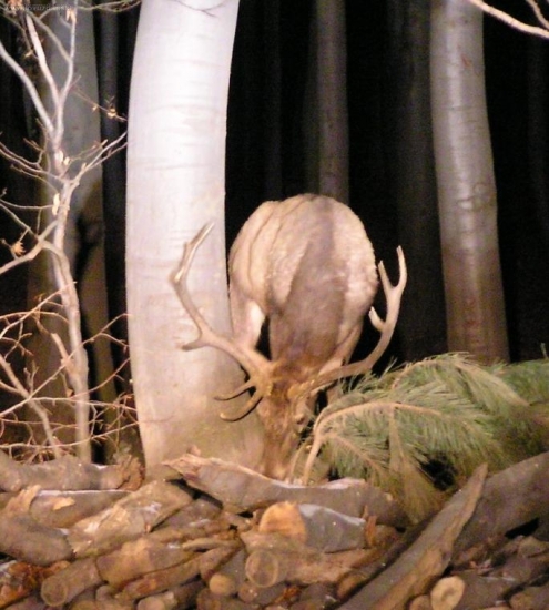 CO JE V TOM DREVE ????