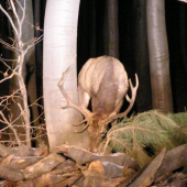 CO JE V TOM DREVE ????