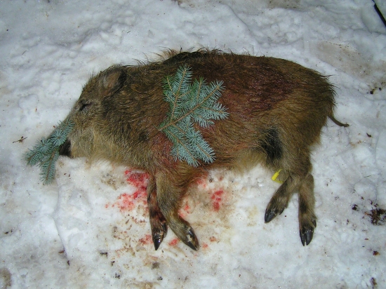 DECEMBROVE DIVIACA č. 1