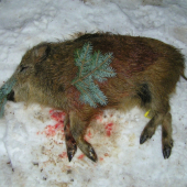 DECEMBROVE DIVIACA č. 1