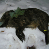 DECEMBROVE DIVIACA č. 2