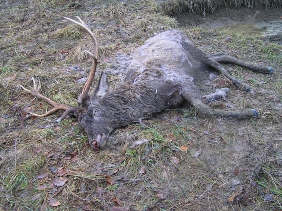 VIANOCNE PREKVAPENIE OD VLKOV DVOJNOHYCH