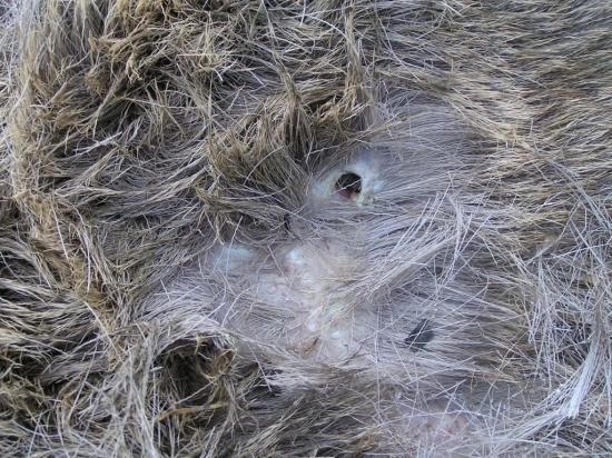 VIANOCNE PREKVAPENIE OD VLKOV DVOJNOHYCH 2.