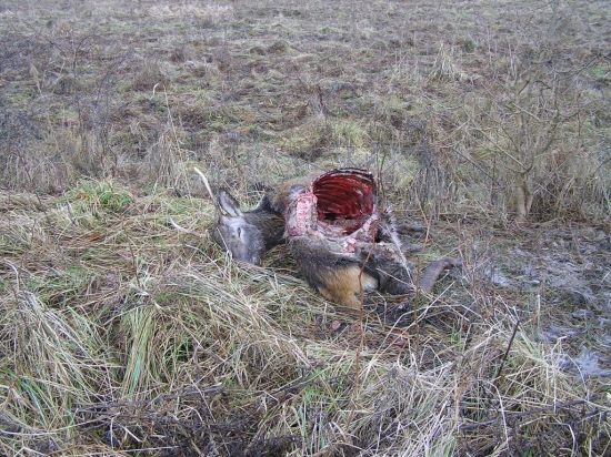 VIANOCNE PREKVAPENIE OD VLKOV DVOJNOHYCH 3