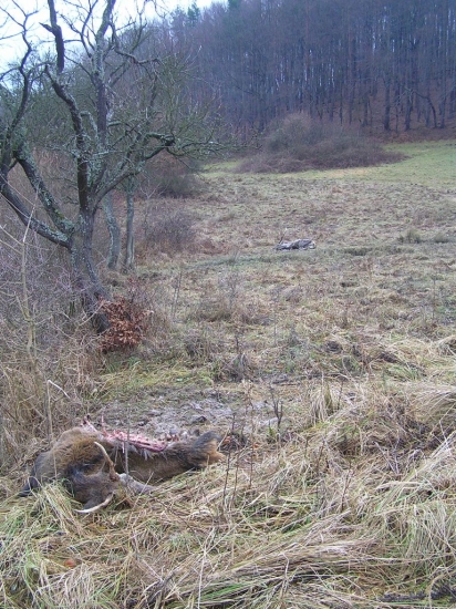 VIANOCNE PREKVAPENIE OD VLKOV DVOJNOHYCH 4.