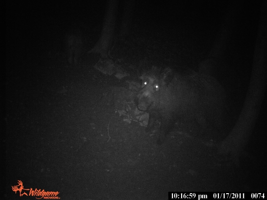 FOTO NA SVINSKY PREUKAZ