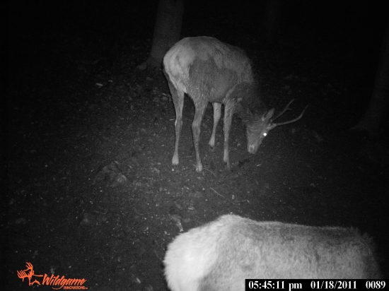 VYSOKO CHOVNY ŠPINOCHEL