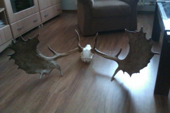 Moj zlatý trofej po vyváraní