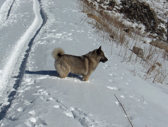 Kontrola reviru . NLP