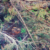 ticho..,hluchanica na hniezde