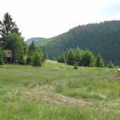 posed Roveň