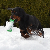 Dag