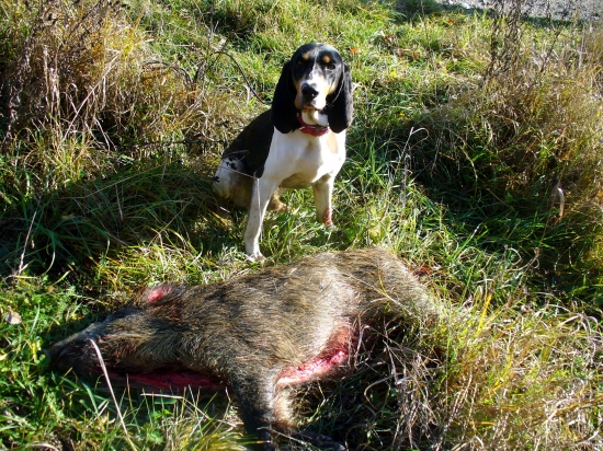 FARCO_polovacka na diviaky