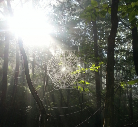 dokonalá súmernosť