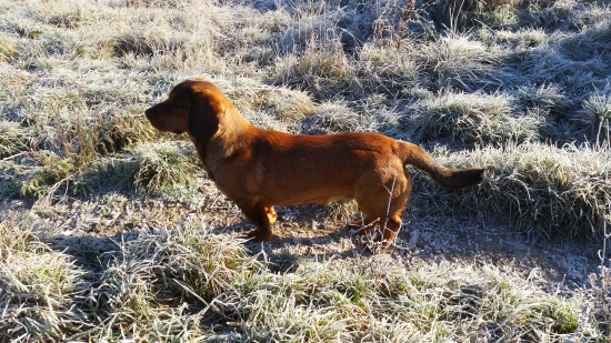 silvestrovská prechádzka