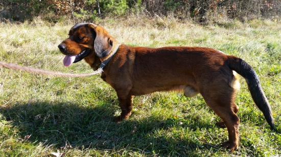 Charo z Nízkych Beskýd