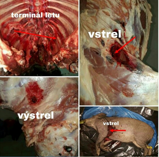 7x64 Norma Plastic Point