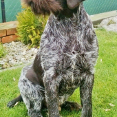 Cezar